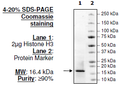Histone H3, Full Length, His-tag Recombinant – Figure 1 of 2