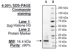 Histone H3, Full Length, His-tag Recombinant – Figure 1 of 2