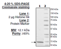 Histone H4, Full Length, His-tag Recombinant – Figure 1 of 1