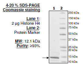 Histone H4, Full Length, His-tag Recombinant – Figure 1 of 1