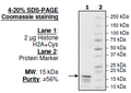 Histone H2a, Full Length, Biotin-labeled, His-tag Recombinant – Figure 1 of 1