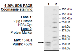 Histone H2a, Full Length, Biotin-labeled, His-tag Recombinant – Figure 1 of 1