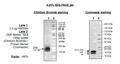 Recombinant Nucleosome (E. coli-derived) – Figure 1 of 2