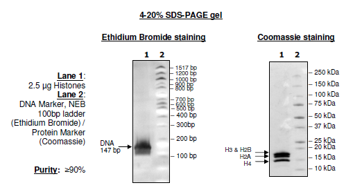 Recombinant Nucleosome (E. coli-derived) – Figure 1 of 2