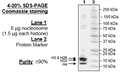 Native Nucleosome (HeLa-derived) – Figure 1 of 5