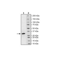 Histone H1, Full Length, His-tag Recombinant – Figure 1 of 1
