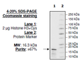 Histone H3, Full Length, Biotin-labeled, His-tag – Figure 1 of 3