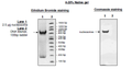 Recombinant Nucleosome (E. coli-derived), Biotin-labeled, His-Tag – Figure 1 of 2