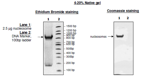 Recombinant Nucleosome (E. coli-derived), Biotin-labeled, His-Tag – Figure 1 of 2