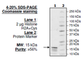 Histone H2a, Full Length, Biotin-labeled, His-tag Recombinant – Figure 1 of 1