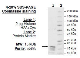 Histone H2a, Full Length, Biotin-labeled, His-tag Recombinant – Figure 1 of 1