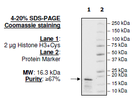 Histone H3, Full Length, Biotin-labeled, His-tag – Figure 1 of 3