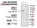 PRMT9, FLAG-Tag, Strep-Tag Recombinant – Figure 1 of 2