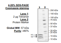 Histone H3/H4 Tetramer (full length), His-tag Recombinant – Figure 1 of 1
