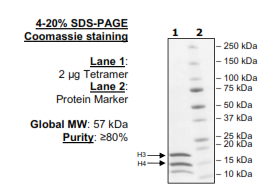 Histone H3/H4 Tetramer (full length), His-tag Recombinant – Figure 1 of 1