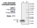 Native Core Histone Octamers – Figure 1 of 2