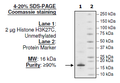 Histone H3 K27C, Full Length, His-tag Recombinant – Figure 1 of 1
