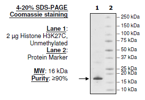 Histone H3 K27C, Full Length, His-tag Recombinant – Figure 1 of 1