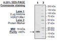 Histone H3 K27cMe1, Full Length, His-tag Recombinant – Figure 1 of 2