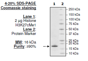 Histone H3 K27cMe1, Full Length, His-tag Recombinant – Figure 1 of 2
