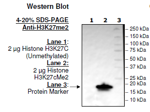 Histone H3 K27cMe2, Full Length, His-tag Recombinant – Figure 1 of 2