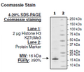 Histone H3 K27cMe3, Full Length, His-tag Recombinant – Figure 1 of 2