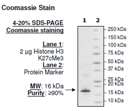 Histone H3 K27cMe3, Full Length, His-tag Recombinant – Figure 1 of 2