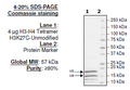 Histone H3-H4 Tetramer H3K27C Unmodified, His-tag Recombinant – Figure 1 of 1