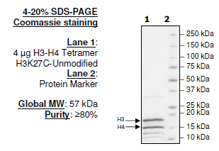 Histone H3-H4 Tetramer H3K27C Unmodified, His-tag Recombinant – Figure 1 of 1