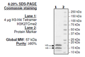 Histone H3-H4 Tetramer H3K27cMe2, His-tag Recombinant – Figure 1 of 1