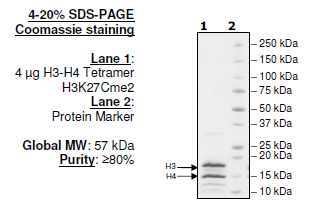 Histone H3-H4 Tetramer H3K27cMe2, His-tag Recombinant – Figure 1 of 1