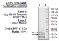 Histone H3-H4 Tetramer H3k27cMe3, His-tag Recombinant – Figure 1 of 1