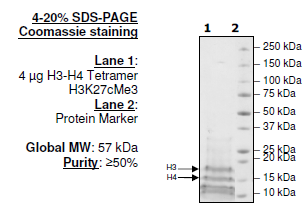 Histone H3-H4 Tetramer H3k27cMe3, His-tag Recombinant – Figure 1 of 1