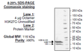 Histone Octamer H3K27C Unmodified, His-tag Recombinant – Figure 1 of 1