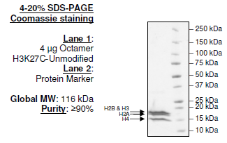 Histone Octamer H3K27C Unmodified, His-tag Recombinant – Figure 1 of 1