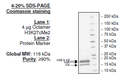 Histone Octamer H3K27cMe2, His-tag Recombinant – Figure 1 of 1
