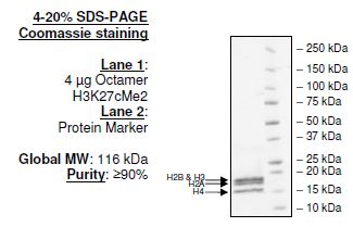 Histone Octamer H3K27cMe2, His-tag Recombinant – Figure 1 of 1