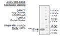 Histone Octamer H3K27cMe3, His-tag Recombinant – Figure 1 of 1