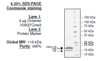 Histone Octamer H3K27cMe3, His-tag Recombinant – Figure 1 of 1
