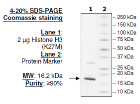 Histone H3 (K27M), His-tag Recombinant – Figure 1 of 1
