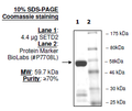SETD2, GST-tag Recombinant – Figure 1 of 2