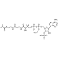 Isobutyryl Coenzyme A, Lithium salt — Lyophilized powder, purity ≥ 95%, MW 837.62 g/mol (free acid basis), C25H39N7O17P3S · xLi. Coenza biochemical available from BioHippo.