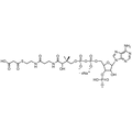 Malonyl Coenzyme A, Sodium salt — Lyophilized powder, purity ≥ 95%, MW 853.58 g/mol (free acid basis), C24H35N7O19P3S · xNa. Coenza biochemical available from BioHippo.