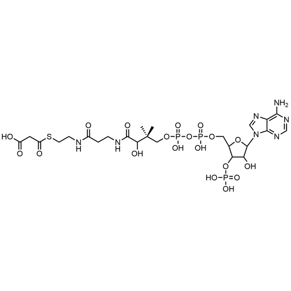 Malonyl Coenzyme A, Free Acid — Lyophilized powder, purity ≥ 95%, MW 853.58 g/mol, C24H38N7O19P3S. Coenza biochemical available from BioHippo.