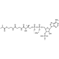 Isobutyryl Coenzyme A, Sodium salt — Lyophilized powder, purity ≥ 95%, MW 837.62 g/mol (free acid basis), C25H39N7O17P3S · xNa. Coenza biochemical available from BioHippo.