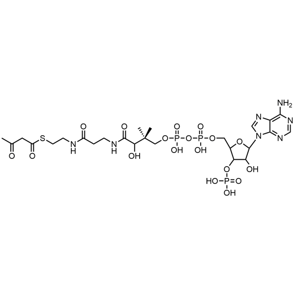Acetoacetyl Coenzyme A, Free acid — Lyophilized powder, purity ≥ 95%, MW 851.61 g/mol, C25H40N7O18P3S. Coenza biochemical available from BioHippo.