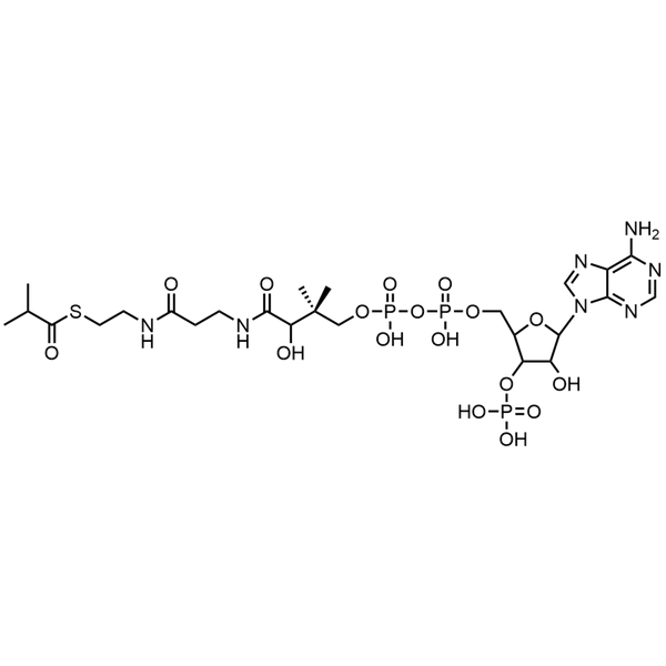 Isobutyryl Coenzyme A, Free acid — Lyophilized powder, purity ≥ 95%, MW 837.62 g/mol, C25H42N7O17P3S. Coenza biochemical available from BioHippo.