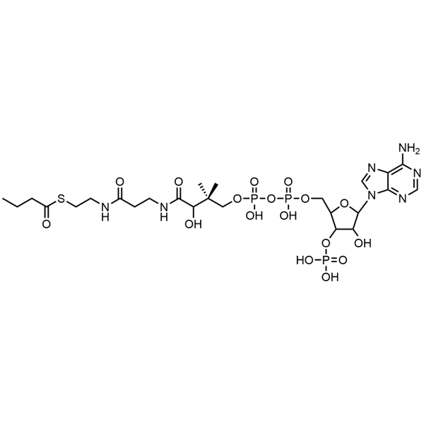 Butyryl Coenzyme A, Free acid — Lyophilized powder, purity ≥ 95%, MW 837.62 g/mol, C25H42N7O17P3S. Coenza biochemical available from BioHippo.