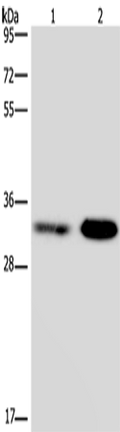 CDK5 Polyclonal Antibody – Figure 1 of 4