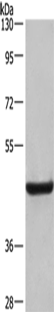 CD107b Polyclonal Antibody – Figure 1 of 4